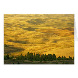 USA, Washington, Whitman County, Palouse, Wheat