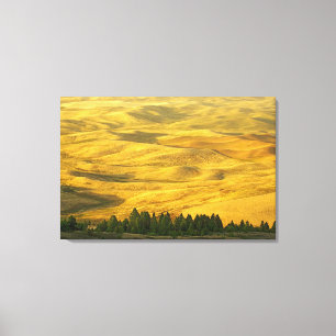 USA, Washington, Whitman County, Palouse, Wheat Canvas Print