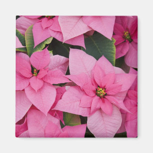 USA, Washington, Woodinville, Molbak's Nursery, 3 Magnet