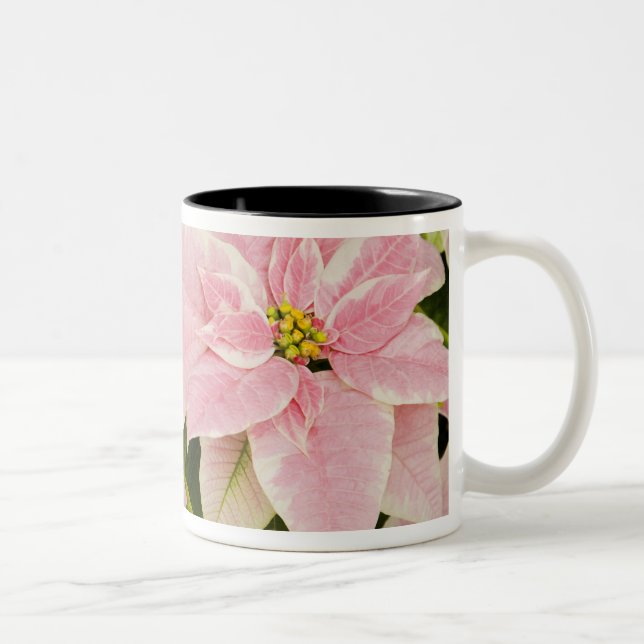 USA, Washington, Woodinville, Molbak's Nursery, 4 Two-Tone Coffee Mug (Right)