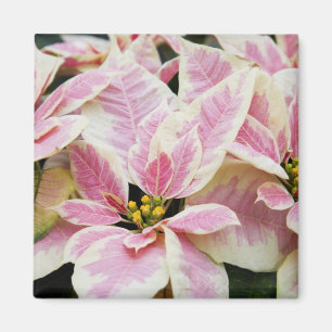 USA, Washington, Woodinville, Molbak's Nursery, Magnet