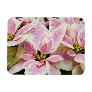USA, Washington, Woodinville, Molbak's Nursery, Magnet