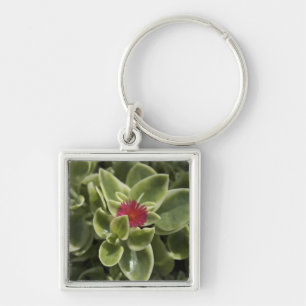 USA, Washington, Woodinville, Sedum flower Key Ring
