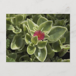USA, Washington, Woodinville, Sedum flower Postcard