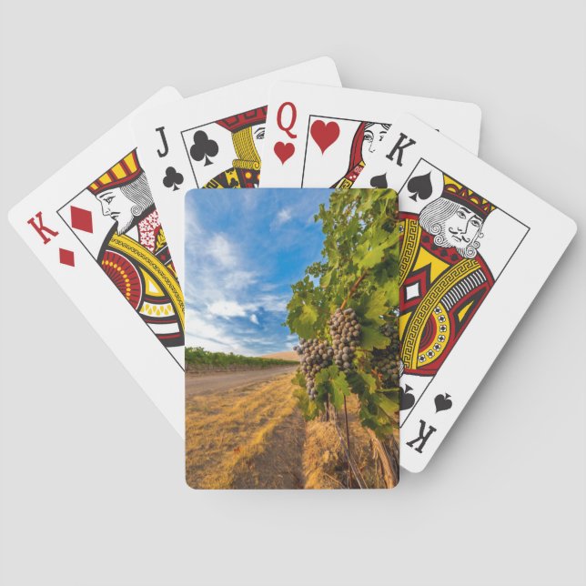 USA, Washington, Yakima Valley. Merlot Grapes Playing Cards (Back)