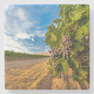 USA, Washington, Yakima Valley. Merlot Grapes Stone Coaster
