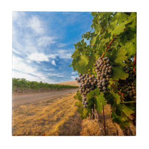 USA, Washington, Yakima Valley. Merlot Grapes Tile