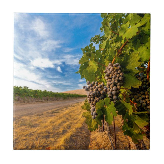 USA, Washington, Yakima Valley. Merlot Grapes Tile (Front)