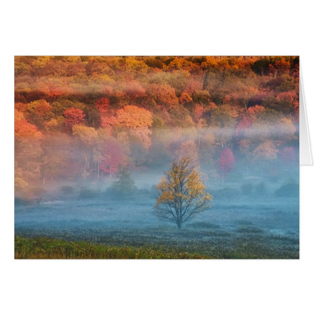 USA, West Virginia, Davis. Misty valley and (Front Horizontal)