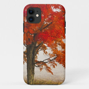 USA, West Virginia, Davis. Red maple in autumn Case-Mate iPhone Case