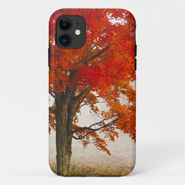 USA, West Virginia, Davis. Red maple in autumn Case-Mate iPhone Case (Back)