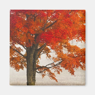 USA, West Virginia, Davis. Red maple in autumn Magnet