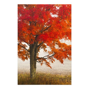 USA, West Virginia, Davis. Red maple in autumn Photo Print