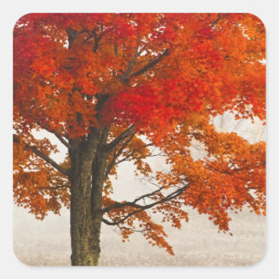 USA, West Virginia, Davis. Red maple in autumn Square Sticker