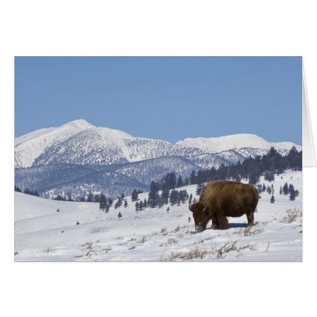 USA, WY, Yellowstone NP, American Bison Bison (Front Horizontal)
