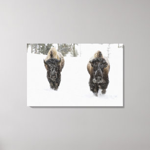 USA, WY, Yellowstone NP, American Bison (Bison Canvas Print