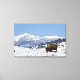USA, WY, Yellowstone NP, American Bison Bison Canvas Print