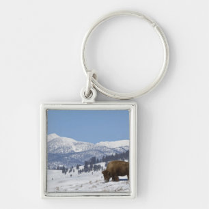 USA, WY, Yellowstone NP, American Bison Bison Key Ring