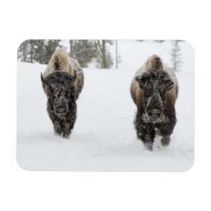 USA, WY, Yellowstone NP, American Bison (Bison Magnet