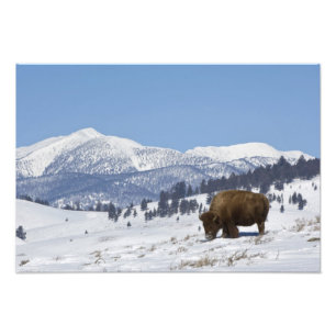USA, WY, Yellowstone NP, American Bison Bison Photo Print