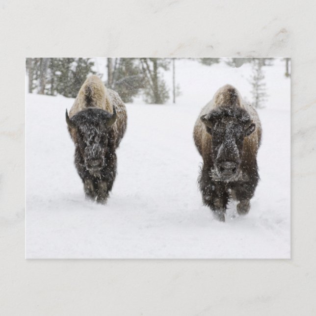 USA, WY, Yellowstone NP, American Bison (Bison Postcard (Front)