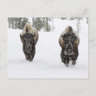 USA, WY, Yellowstone NP, American Bison (Bison Postcard