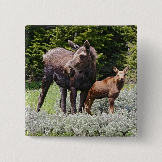 USA, Wyoming, Bighorn Mountains, moose Alces 15 Cm Square Badge (Front)