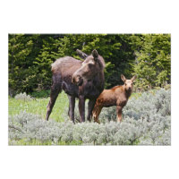 USA, Wyoming, Bighorn Mountains, moose Alces