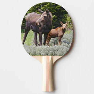 USA, Wyoming, Bighorn Mountains, moose Alces Ping Pong Paddle