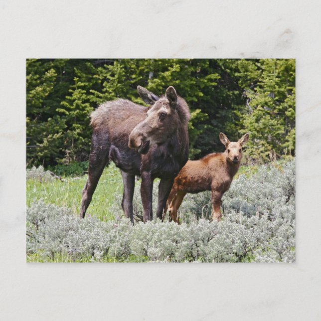 USA, Wyoming, Bighorn Mountains, moose Alces Postcard (Front)