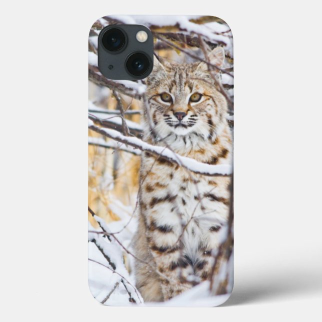 USA, Wyoming, Bobcat Case-Mate iPhone Case (Back)
