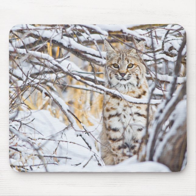 USA, Wyoming, Bobcat Mouse Pad (Front)