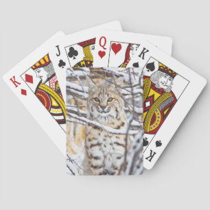 USA, Wyoming, Bobcat Playing Cards