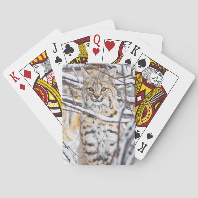 USA, Wyoming, Bobcat Playing Cards (Back)