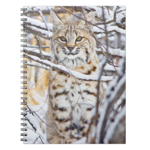 USA, Wyoming, Bobcat Spiral Notebook