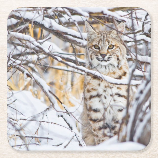 USA, Wyoming, Bobcat Square Paper Coaster (Front)