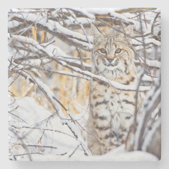 USA, Wyoming, Bobcat Stone Coaster (Front)