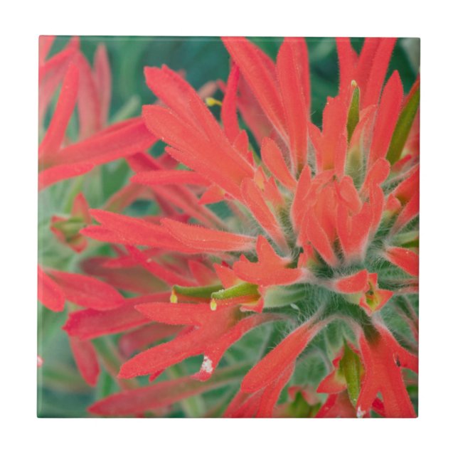 USA, Wyoming, Close-up of Desert Paintbrush Tile (Front)