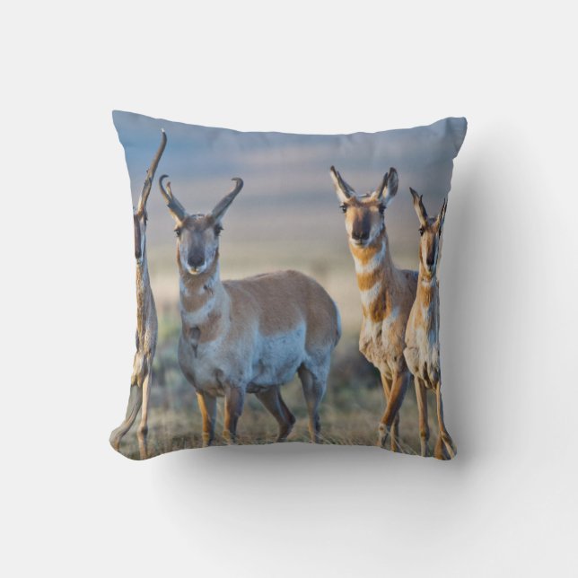 USA, Wyoming, Four Pronghorn antelope bucks Cushion (Front)