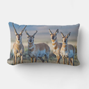 USA, Wyoming, Four Pronghorn antelope bucks Lumbar Cushion