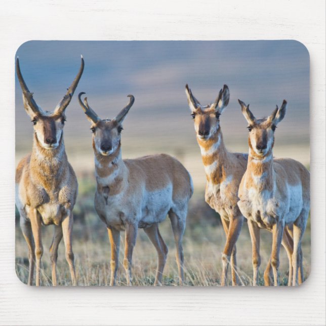 USA, Wyoming, Four Pronghorn antelope bucks Mouse Pad (Front)