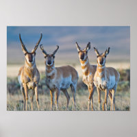 USA, Wyoming, Four Pronghorn antelope bucks