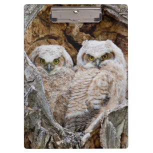 USA, Wyoming, Grand Teton National Park Clipboard