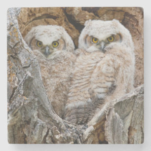 USA, Wyoming, Grand Teton National Park Stone Coaster
