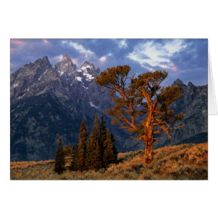 USA, Wyoming, Grand Teton NP. A lone cedar