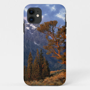 USA, Wyoming, Grand Teton NP. A lone cedar Case-Mate iPhone Case