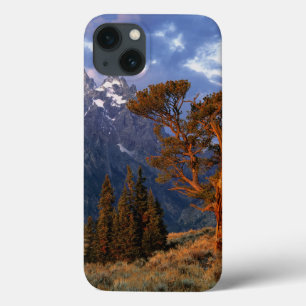 USA, Wyoming, Grand Teton NP. A lone cedar iPhone 13 Case