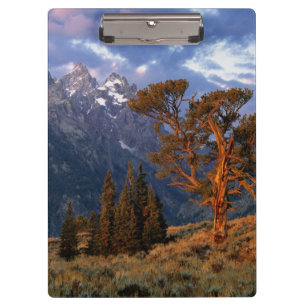 USA, Wyoming, Grand Teton NP. A lone cedar Clipboard