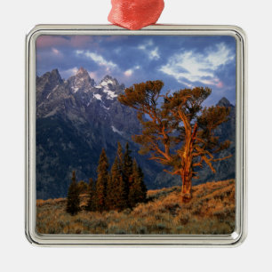 USA, Wyoming, Grand Teton NP. A lone cedar Metal Tree Decoration