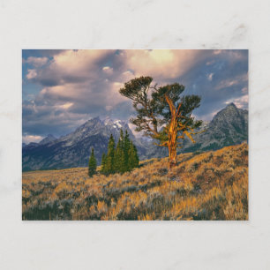 USA, Wyoming, Grand Teton NP. Sunrise greets a Postcard